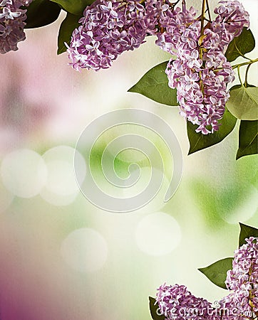 Lilac spring flowers border design Stock Photo