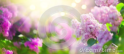 Lilac spring flowers bunch violet art design background. Blooming violet lilac flowers Stock Photo