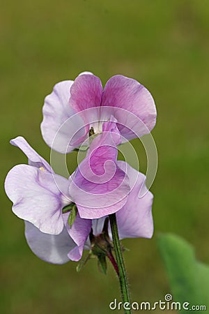 Lilac sweet pea flowers in close up Stock Photo