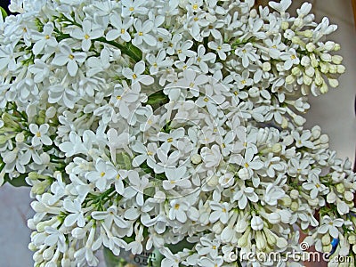 Lilac Syringa. All types of lilac differ in beautiful colors, which is why they are bred in gardens. Stock Photo