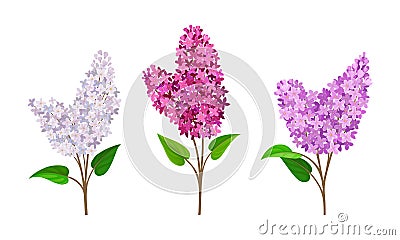 Lilac or Syringa Flowers with Showy Aromatic Blossom on Stem Vector Set Stock Photo