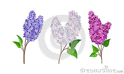 Lilac or Syringa Flowers with Showy Aromatic Blossom on Stem Vector Set Vector Illustration