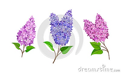 Lilac or Syringa Flowers with Showy Aromatic Blossom on Stem Vector Set Vector Illustration