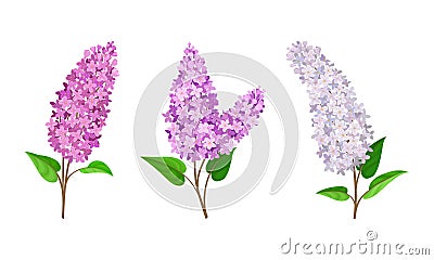 Lilac or Syringa Flowers with Showy Aromatic Blossom on Stem Vector Set Vector Illustration