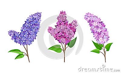 Lilac or Syringa Flowers with Showy Aromatic Blossom on Stem Vector Set Vector Illustration