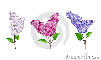 Lilac or Syringa Flowers with Showy Aromatic Blossom on Stem Vector Set Vector Illustration