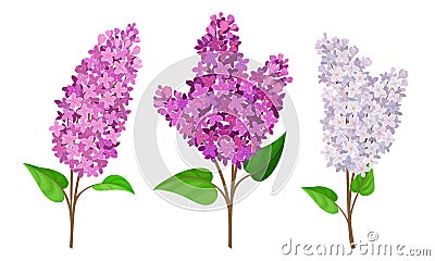 Lilac or Syringa Flowers with Showy Blossom Isolated on White Background Vector Set Vector Illustration