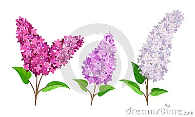 Lilac or Syringa Flowers with Showy Blossom Isolated on White Background Vector Set Vector Illustration