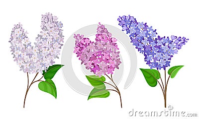 Lilac or Syringa Flowers with Showy Blossom Isolated on White Background Vector Set Vector Illustration