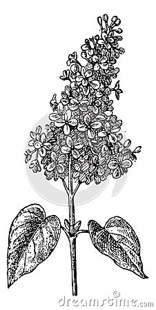 Lilac or Syringa sp., vintage engraving Vector Illustration