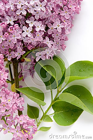 Lilac (Syringa vulgaris) Stock Photo