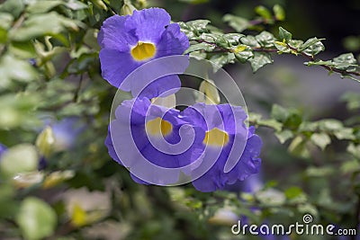 Lilac Thunbergia flowers Stock Photo