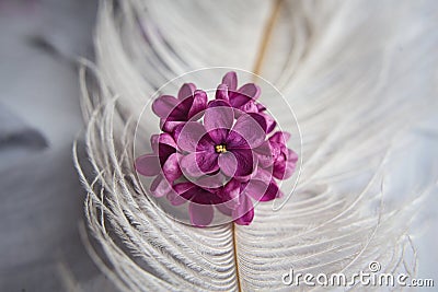 Lilac violet flowers on a white ostrich feather. A lilac luck - flower with five petals among the four-pointed flowers of bright Stock Photo