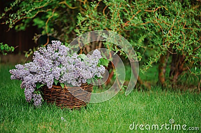 Lilacs in basket on the green lawn in spring garden Stock Photo