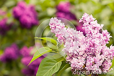 Lilacs Stock Photo