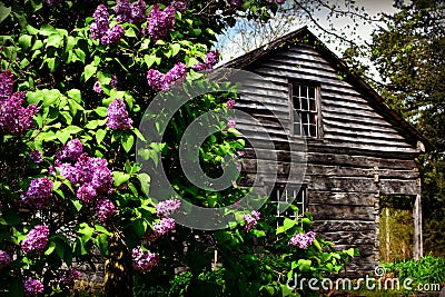 Lilacs by House Stock Photo