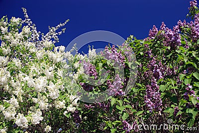 Lilacs and sky Stock Photo