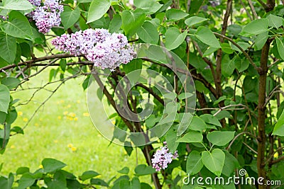 Lilas commun Common lilac Syringa vulgaris Stock Photo