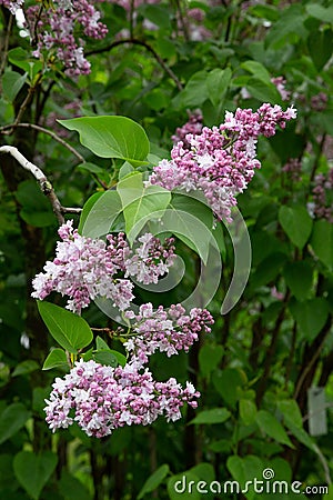 Lilas commun Common lilac yringa vulgaris. Stock Photo