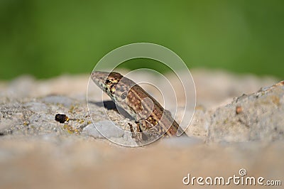 Lilford`s wall lizard Podarcis lilfordi Lacertidae , endemic to the Balearic Stock Photo