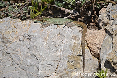 Sunbathing Lilford`s wall lizard Podarcis Lilfordi, Lacertidae, endemic to the Balearic Stock Photo