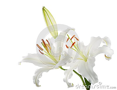 Lilies Stock Photo