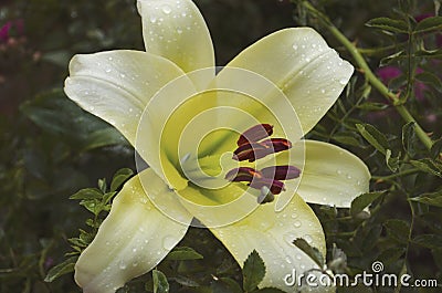 Lilies are blooming. Garden flowers, yellow lily, royal flower. Rural life. Summer beauties of the garden - royal lilies. View Stock Photo