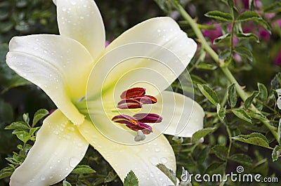 Lilies are blooming. Garden flowers, yellow lily, royal flower. Rural life. Summer beauties of the garden - royal lilies. View Stock Photo