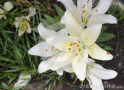 Lilies are blooming. Garden flowers, yellow lily, royal flower. Rural life. Summer beauties of the garden - royal lilies. View Stock Photo