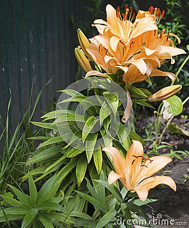 Lilies are blooming. Garden flowers, yellow lily, royal flower. Rural life. Summer beauties of the garden - royal lilies. View Stock Photo