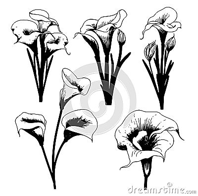 Lilies calla Set sketch hand drawn in doodle style illustration Cartoon Illustration