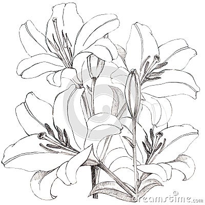 Lilies drawing in black pencil. Illustration for decor. Cartoon Illustration