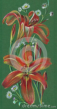 Lilies drawing in color pencils. Illustration for decor. Cartoon Illustration