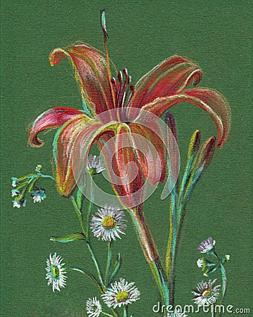 Lilies drawing in color pencils. Illustration for decor. Cartoon Illustration