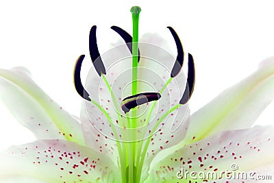 Lilies flower Stock Photo
