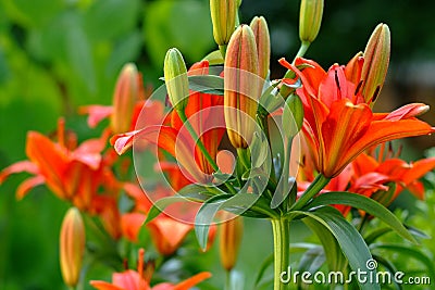 Lilies flowers on garden Stock Photo