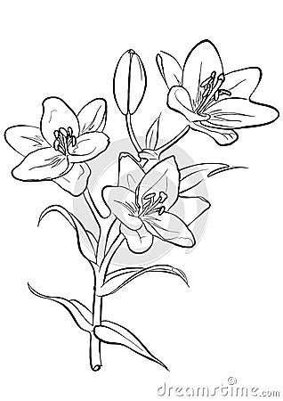 Lilies. Freehand drawing. Vector Illustration