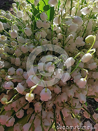 lilies of the valley. close-up. a bouquet of fragrant white spring flowers. Stock Photo