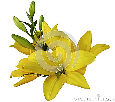 Lilies yellow flowers, on a white background, isolated with clipping path. beautiful bouquet of lilies with green leaves, for Stock Photo