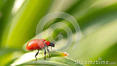 Lilioceris lilii red beetle Stock Photo