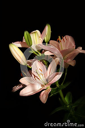 Lilium Stock Photo