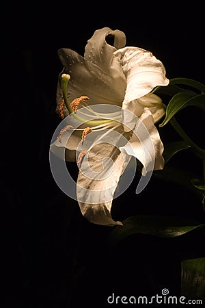 Lilium Stock Photo