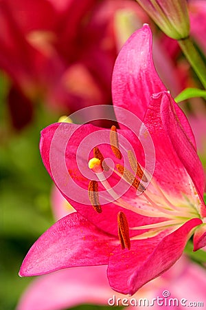 Lilium brownii Stock Photo