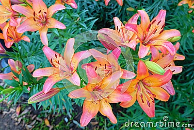 Lilium brownii Stock Photo