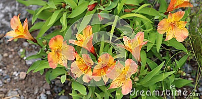 Lilium bulbiferum, common names orange lily, Stock Photo