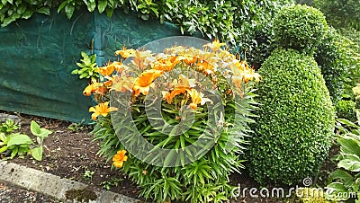 Lilium bulbiferum orange lily fire lily tiger lily in walled Garden in Ireland Stock Photo