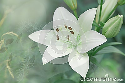 Lilium candidum flower Stock Photo