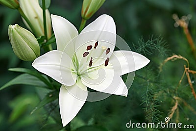 Lilium candidum flower Stock Photo