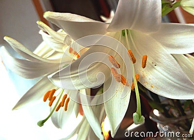 Lilium Candidum in glass vase Stock Photo