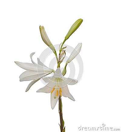 Lilium candidum or the Madonna lily on a white background Stock Photo